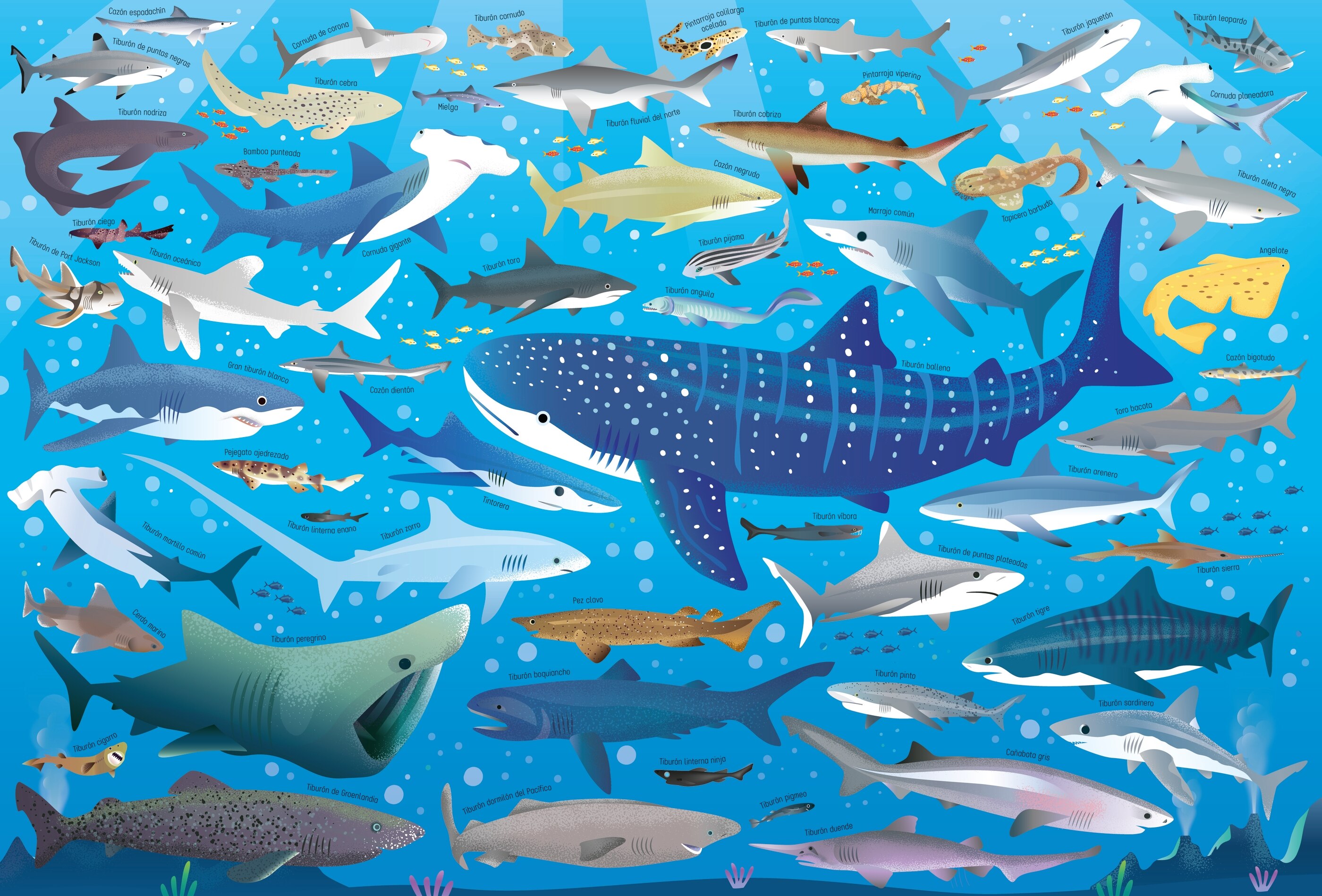 Tiburones (Capa mole) 2