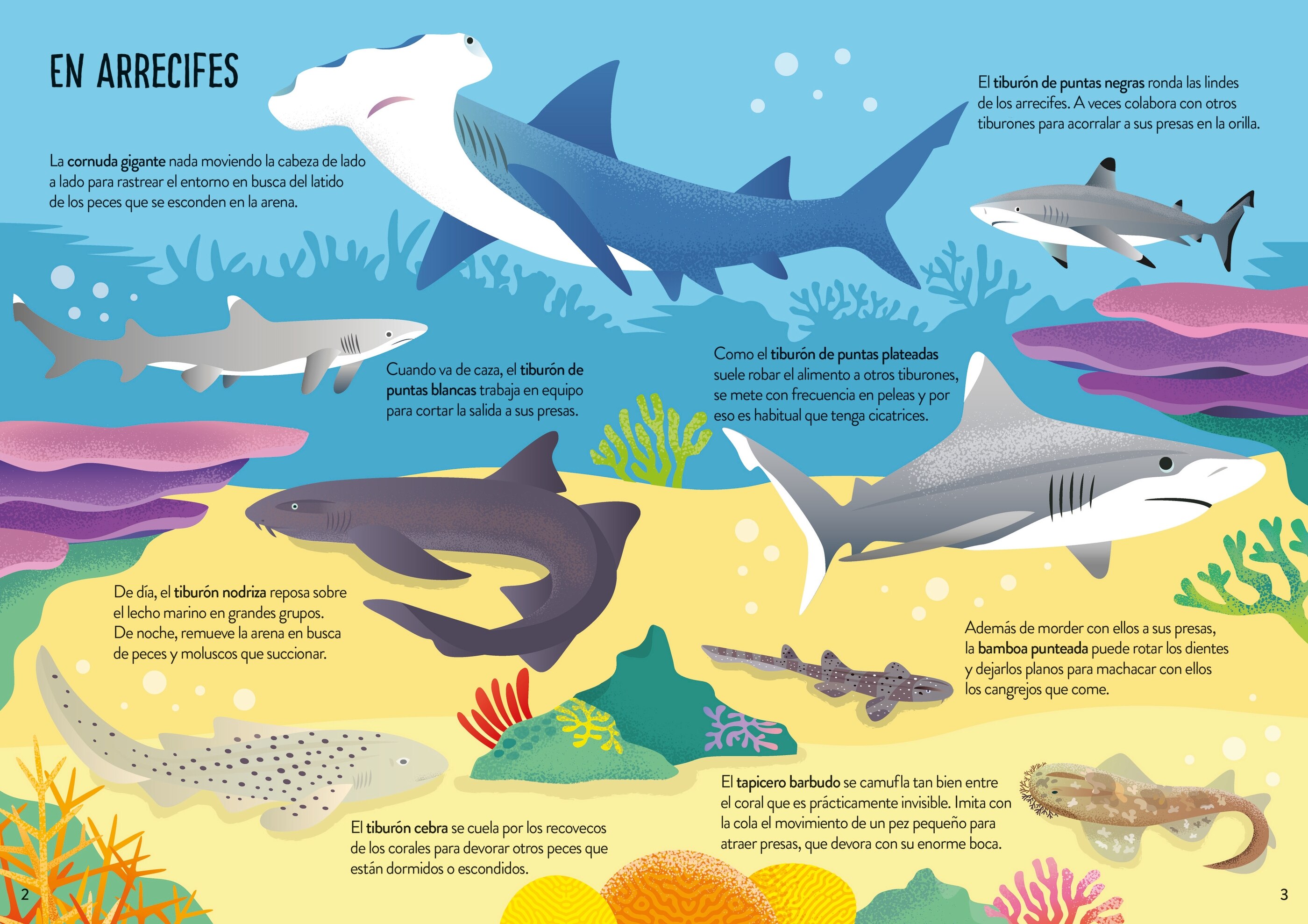 Tiburones (Capa mole) 4