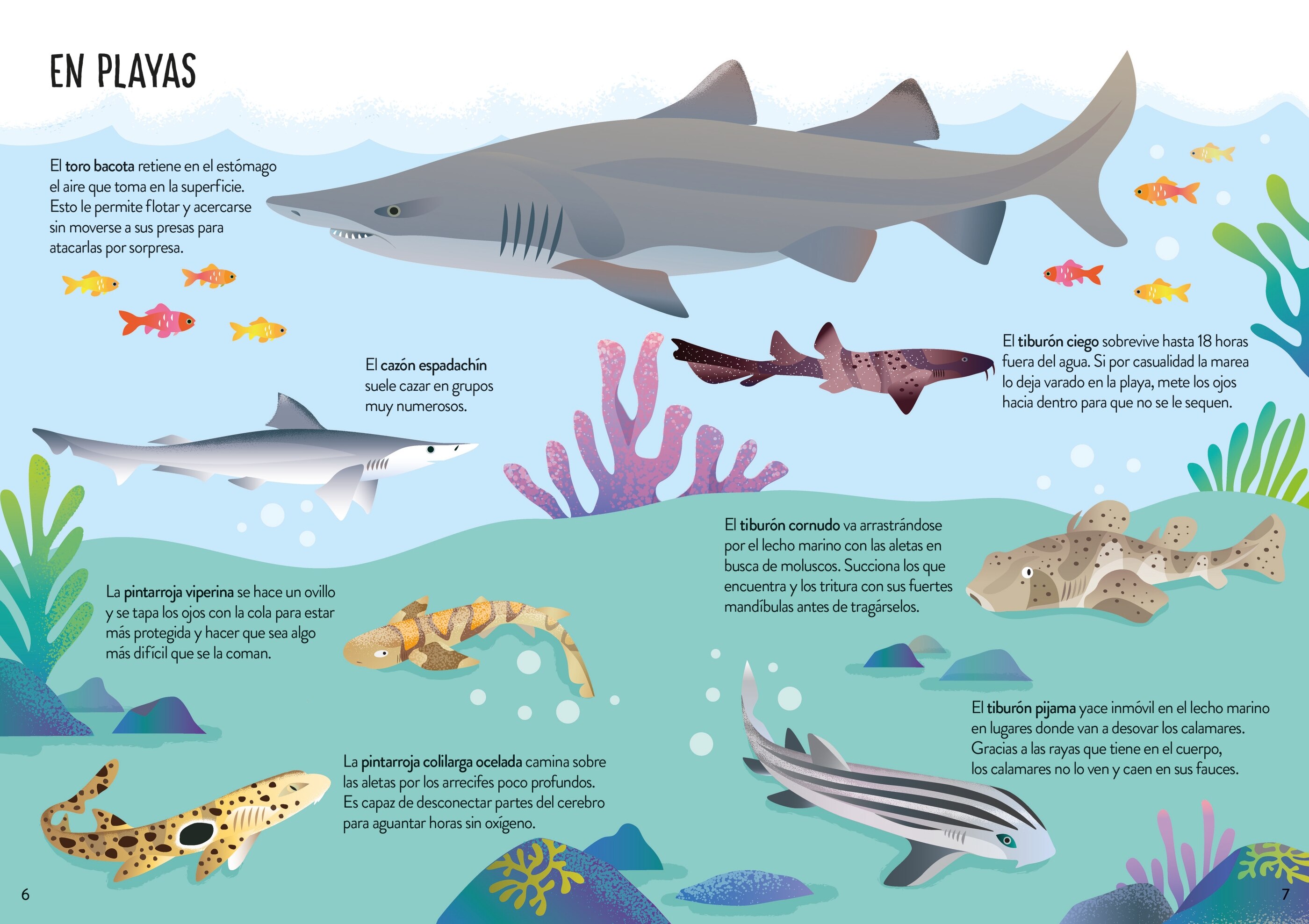 Tiburones (Capa mole) 5