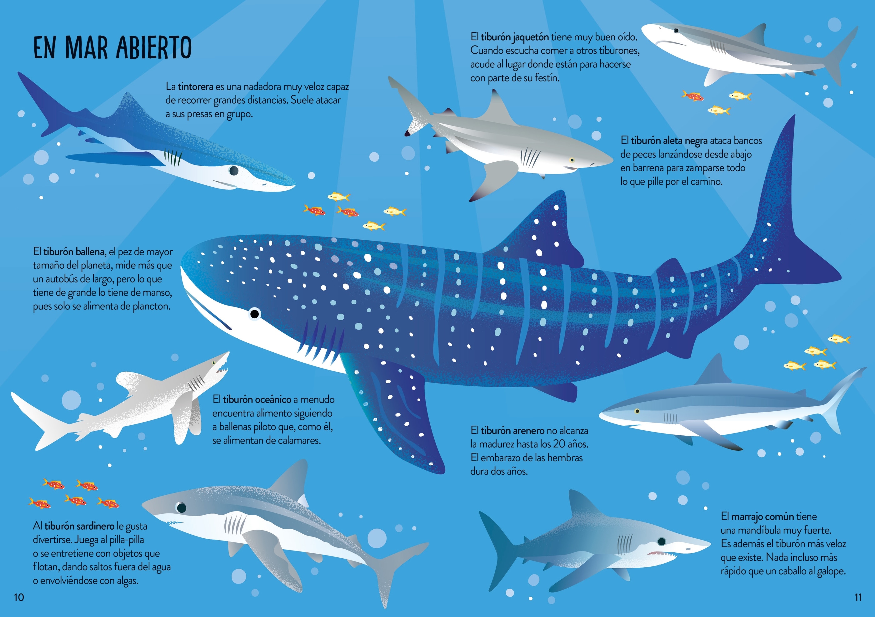 Tiburones (Capa mole) 6