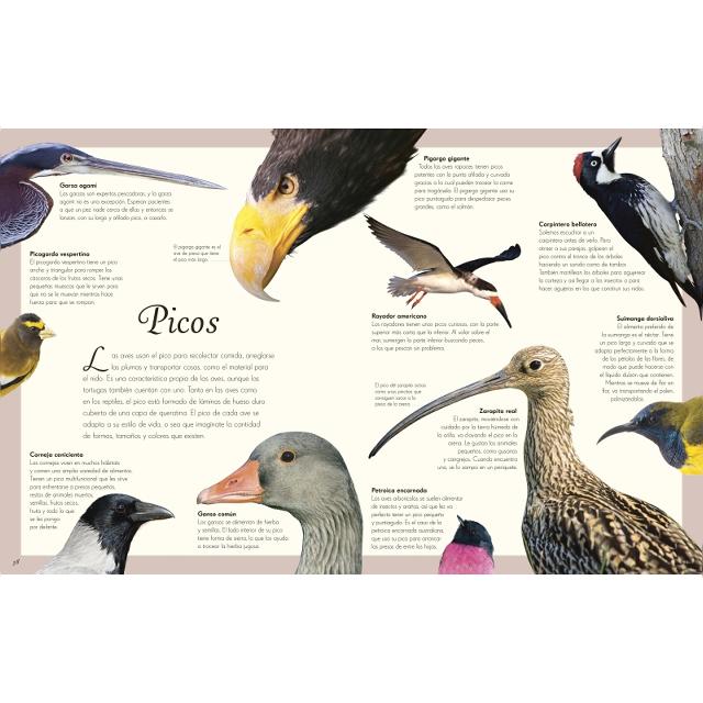 Antología de aves extraordinarias (Planeta curioso) (Capa dura) 4