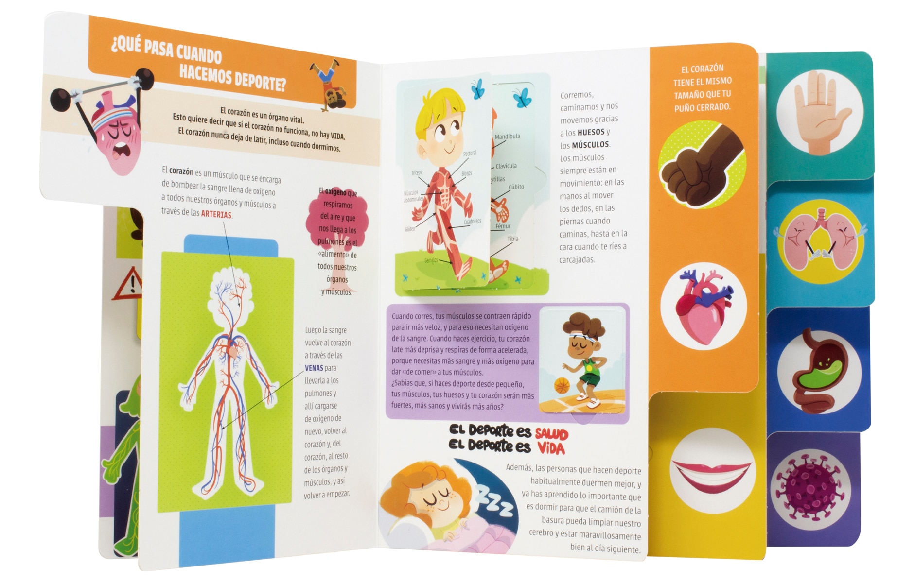 El gran libro del cuerpo humano: ¡Con solapas! 5