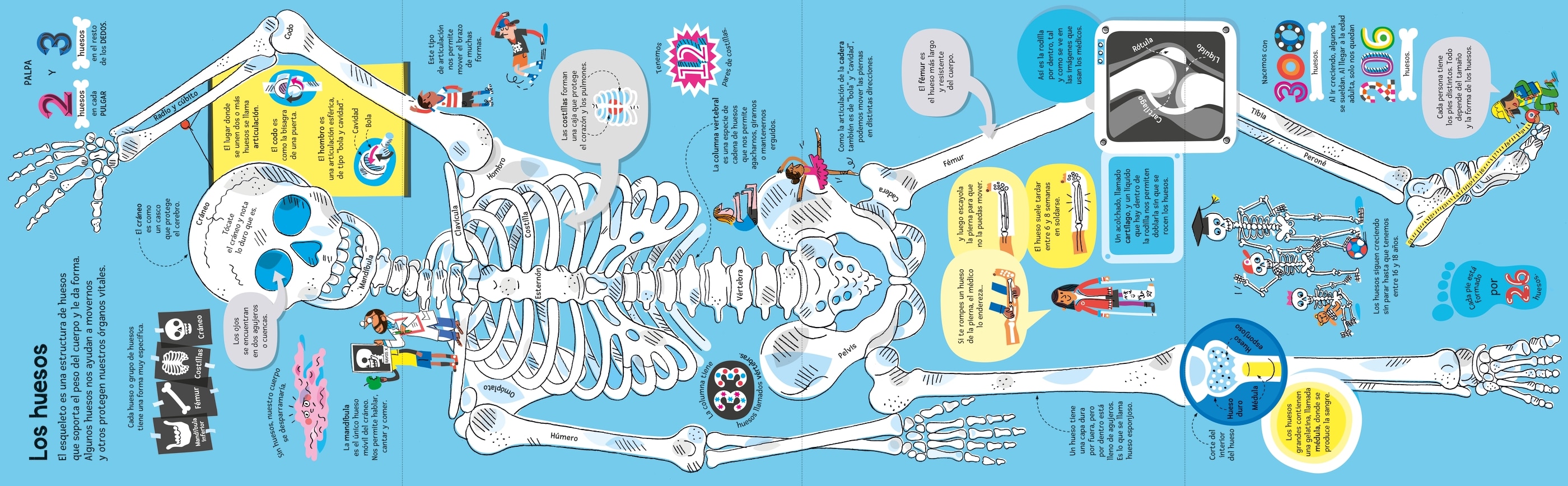 El gran libro del cuerpo humano (Capa dura) 2