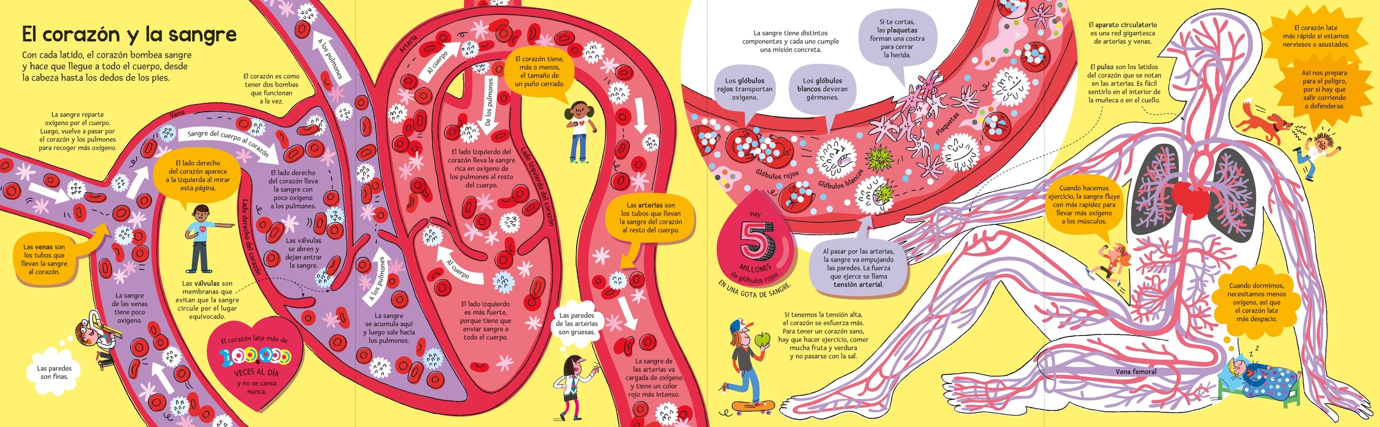 El gran libro del cuerpo humano (Capa dura) 4