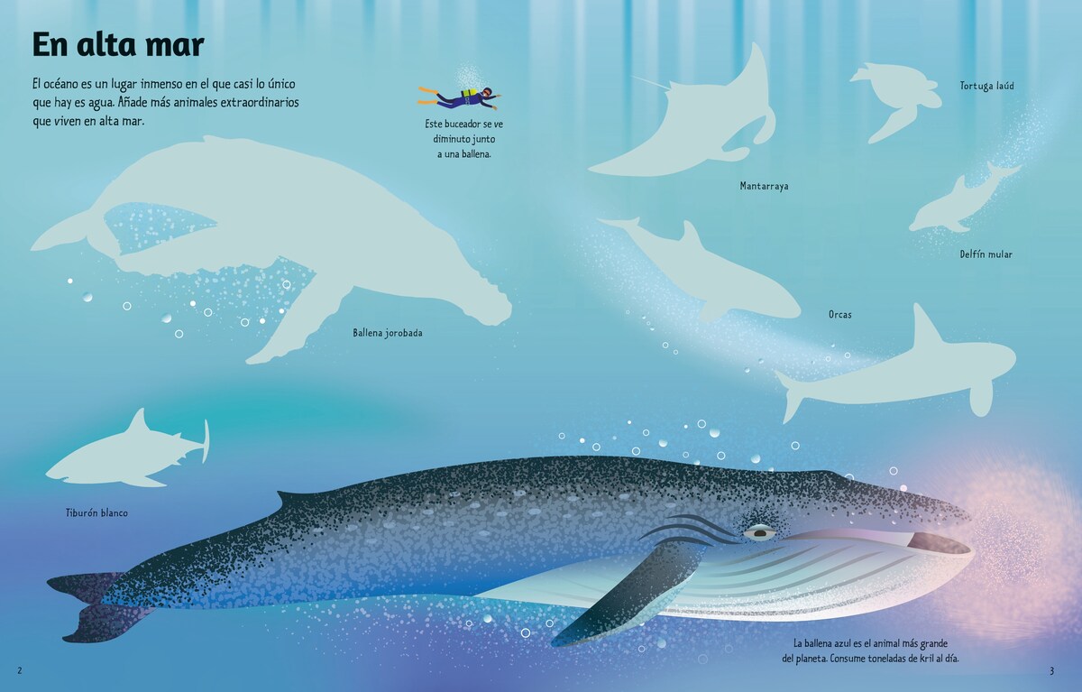 El océano (Capa mole) 2