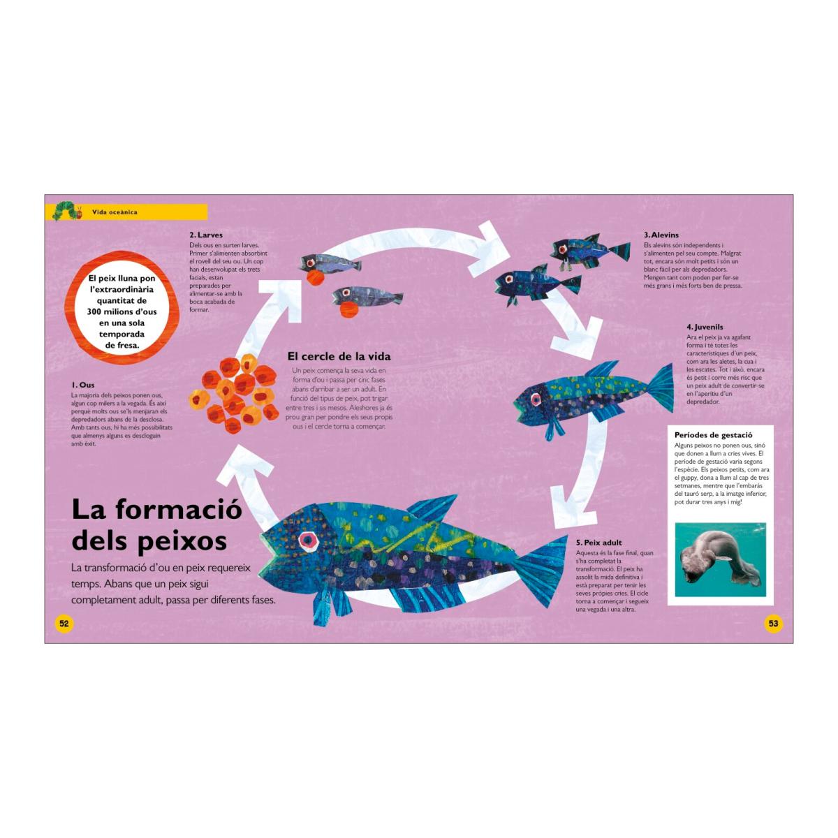 L'erugueta golafre: La meva primera enciclopèdia de l'oceà: Descobreix TOT el que vols saber... i molt més! (Capa dura) 5