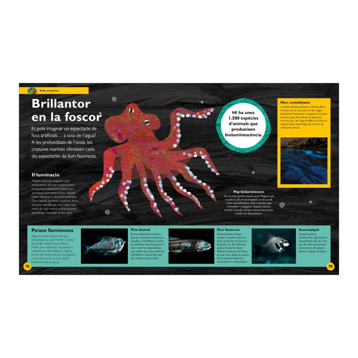 L'erugueta golafre: La meva primera enciclopèdia de l'oceà: Descobreix TOT el que vols saber... i molt més! (Capa dura) 6
