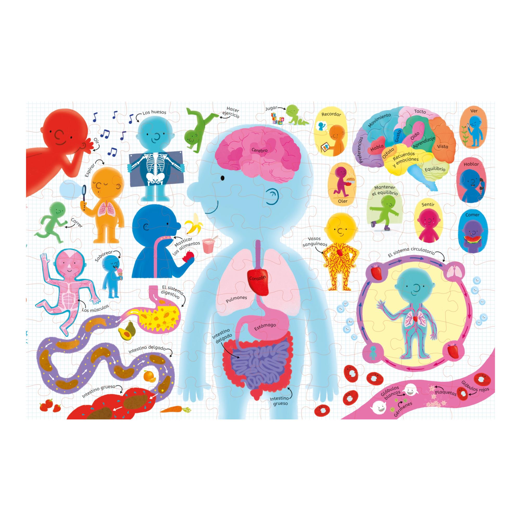 El cuerpo humano (Capa mole) 2