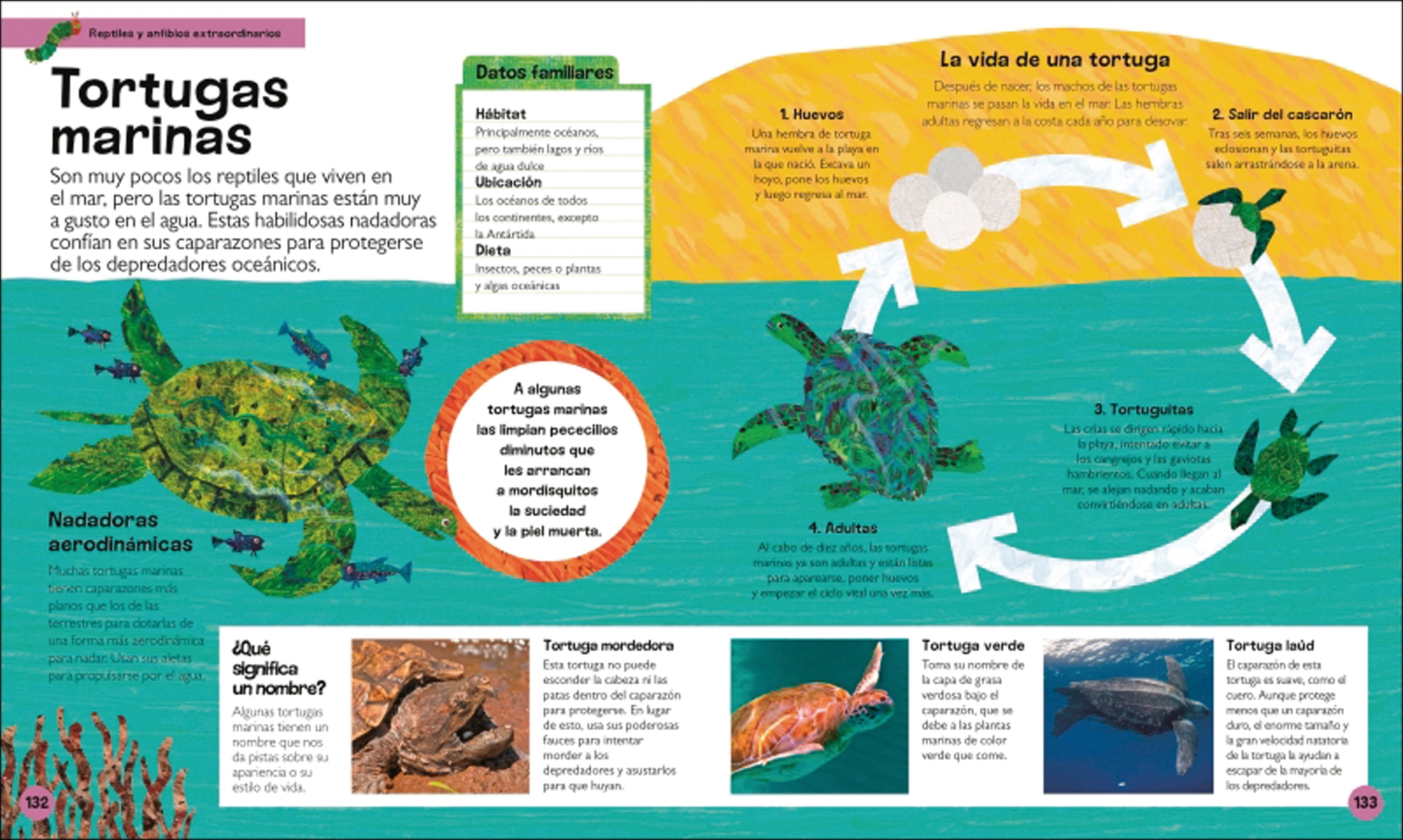 La pequeña oruga glotona: mi primera enciclopedia de animales: Descubre todo lo que quieres saber... ¡y mucho más! (Capa dura) 4