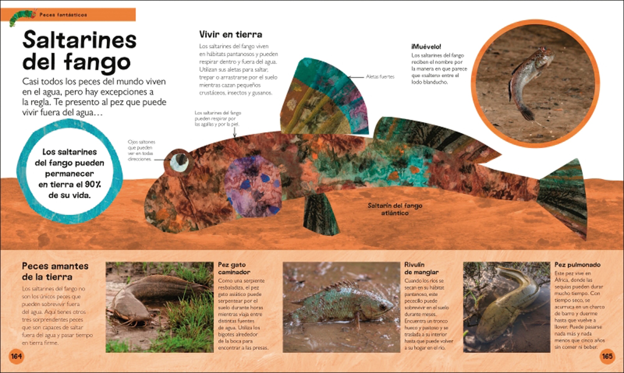 La pequeña oruga glotona: mi primera enciclopedia de animales: Descubre todo lo que quieres saber... ¡y mucho más! (Capa dura) 5