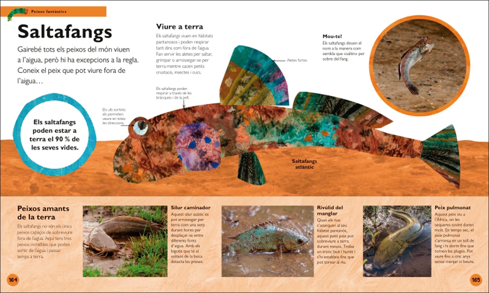L'erugueta golafre: la meva primera enciclopèdia d'animals: Descobreix tot el que vols saber... i molt més! (Capa dura) 5