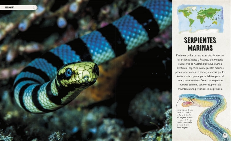 Océanos increíbles: El sorprendente mundo de la vida submarina (Capa dura) 2