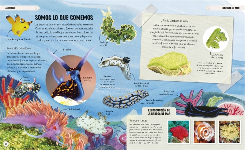 Océanos increíbles: El sorprendente mundo de la vida submarina (Capa dura) 6