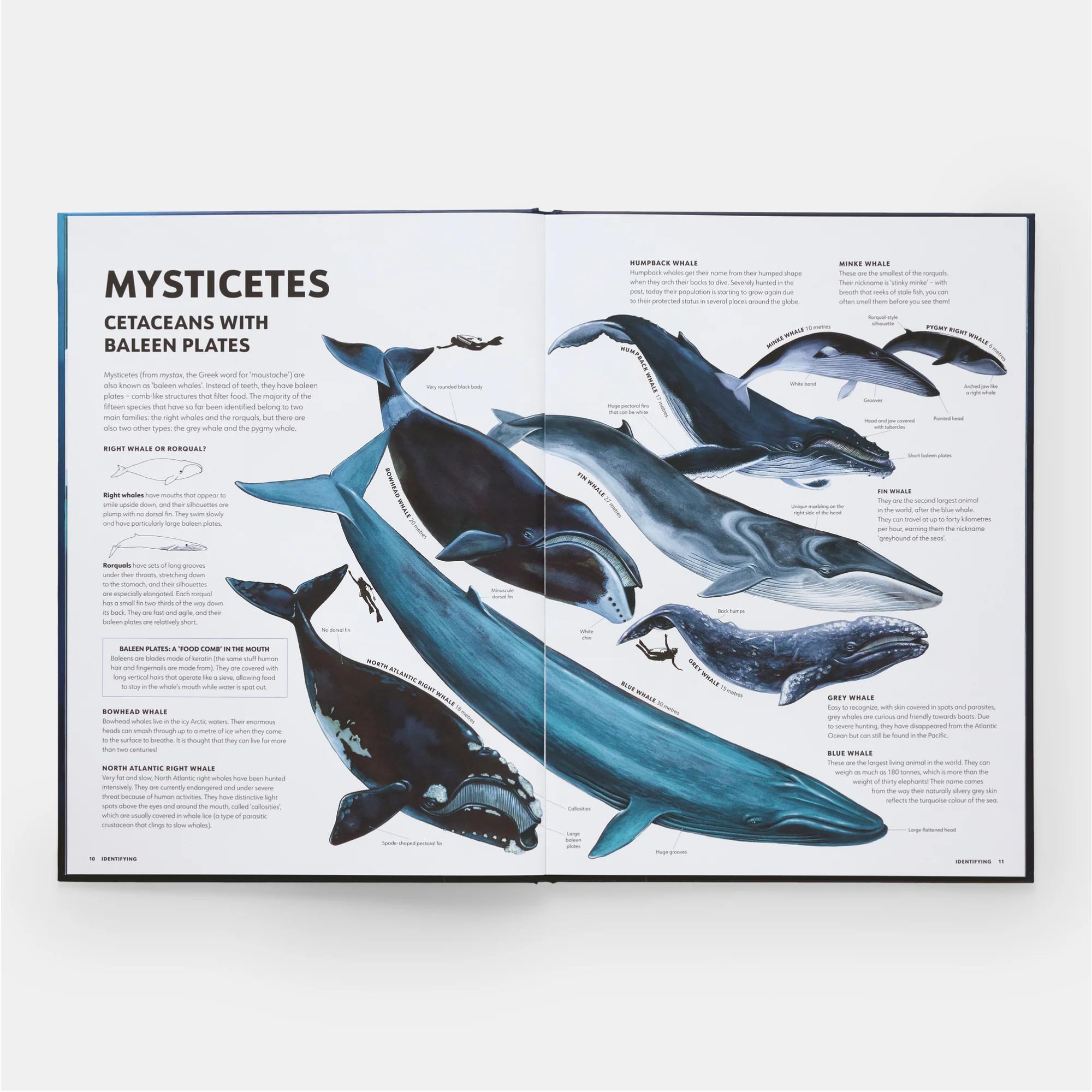 Mysteries of marine mammals 4