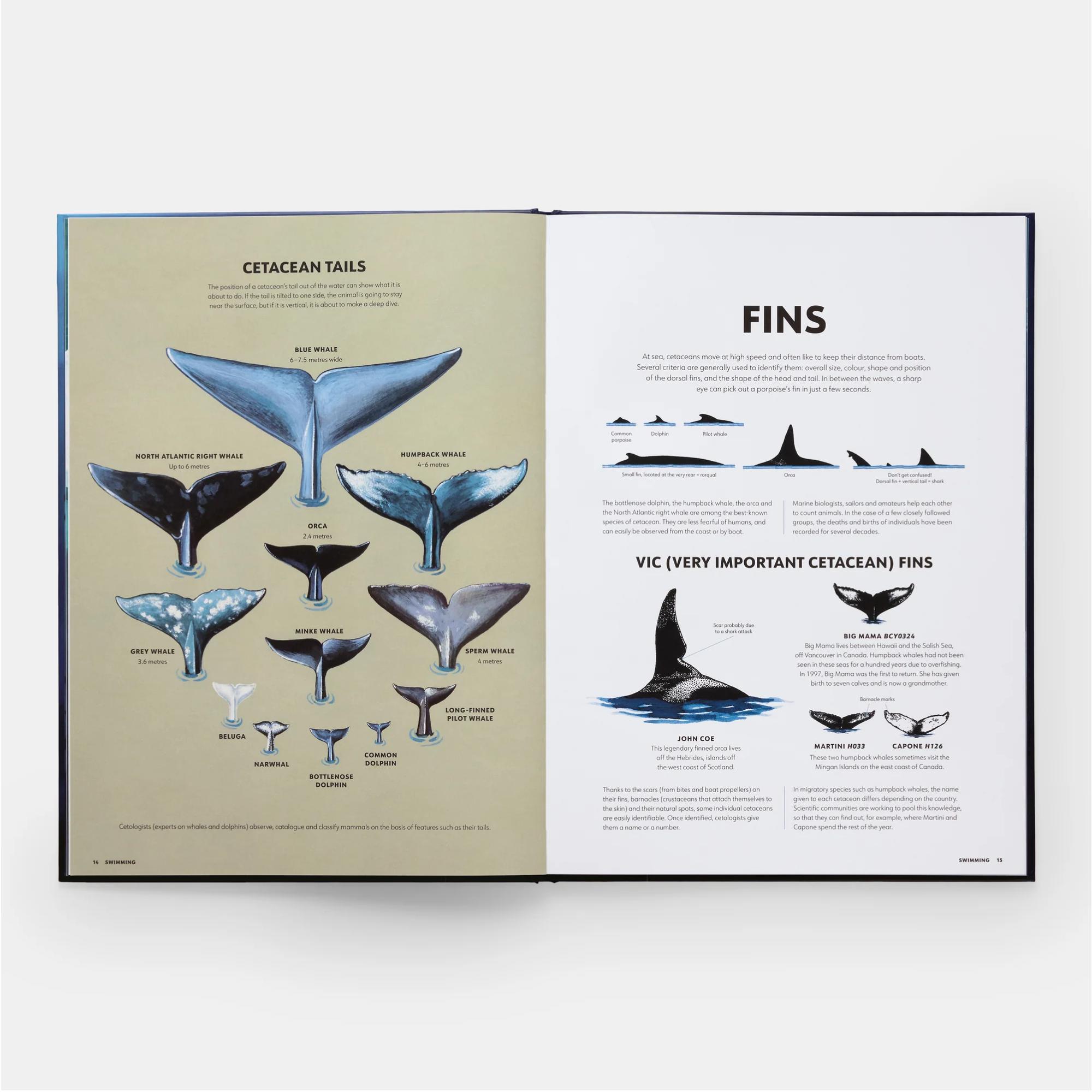 Mysteries of marine mammals 5