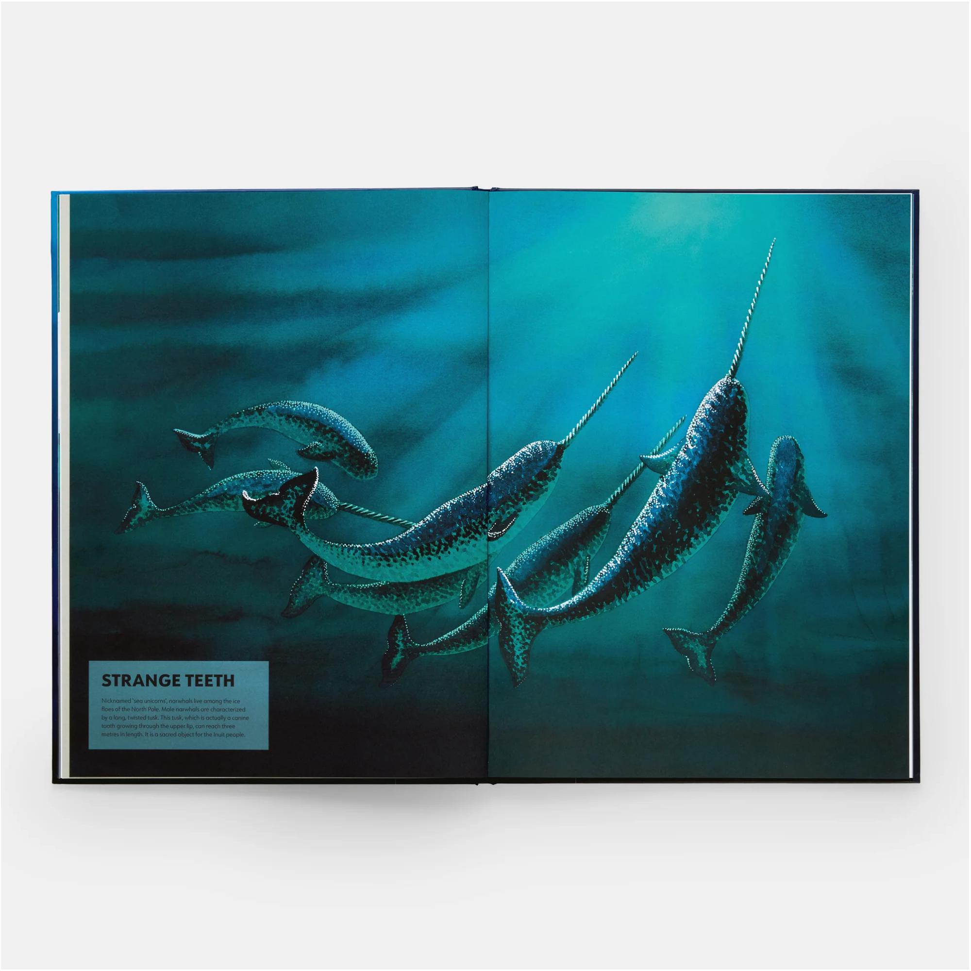 Mysteries of marine mammals 6