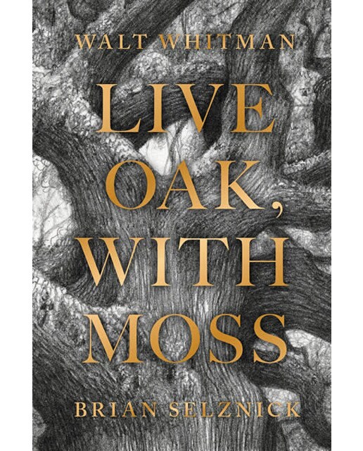 Live oak with moss 1