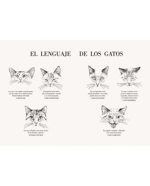 Imagen 2 de Historia de un gato: El nuevo libro de Laura Agustí (Tapa dura)