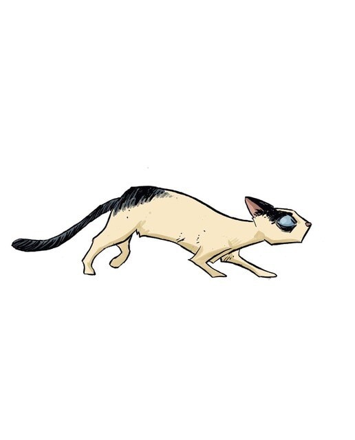 LA GATA DE BARBANEGRA 3