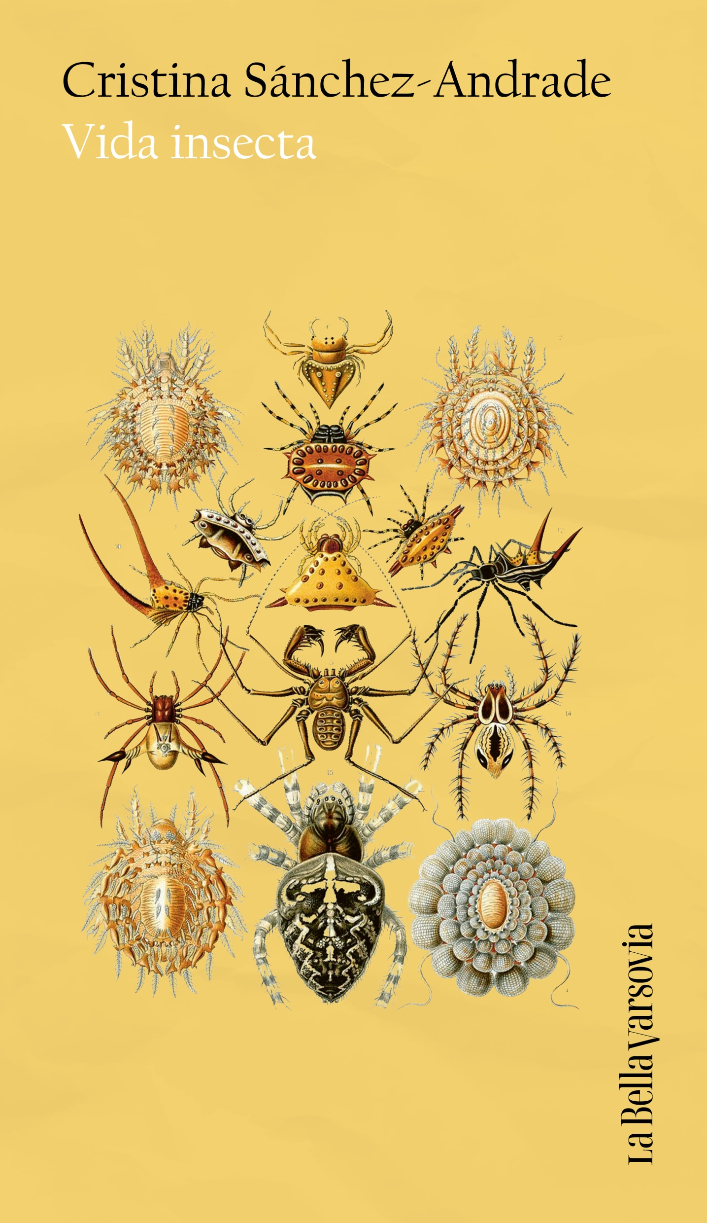 Imagem 0 de Vida insecta