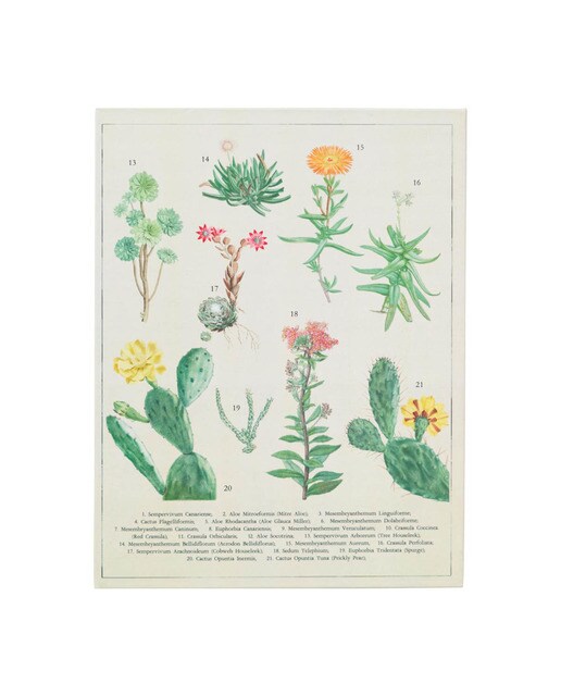 Pasta com Pinça Botanical Cacti A4 - Verde e Bege Verde / Bege-3