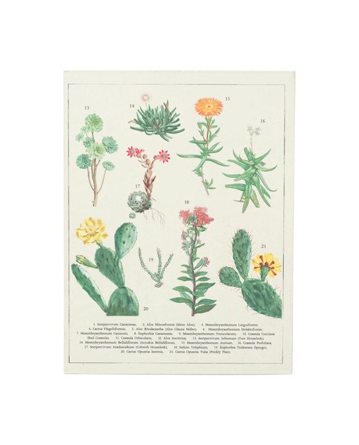 Pasta com Pinça Botanical Cacti A5 - Branco Branco / Verde-3