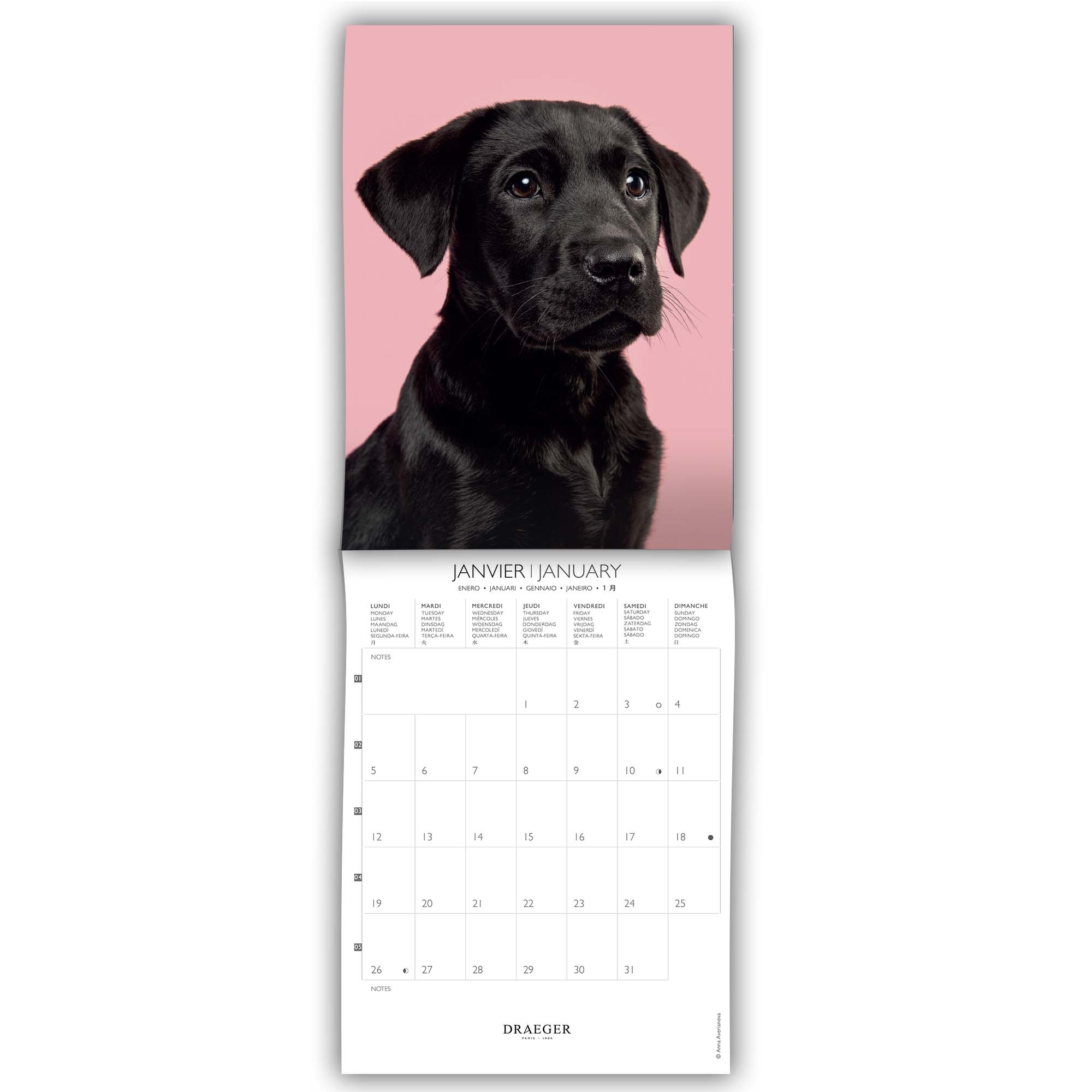 Calendário 2026, 16 Meses (Setembro-Dezembro), Mês Visto por Página com Motivos de Cães Draeger Estampado-2