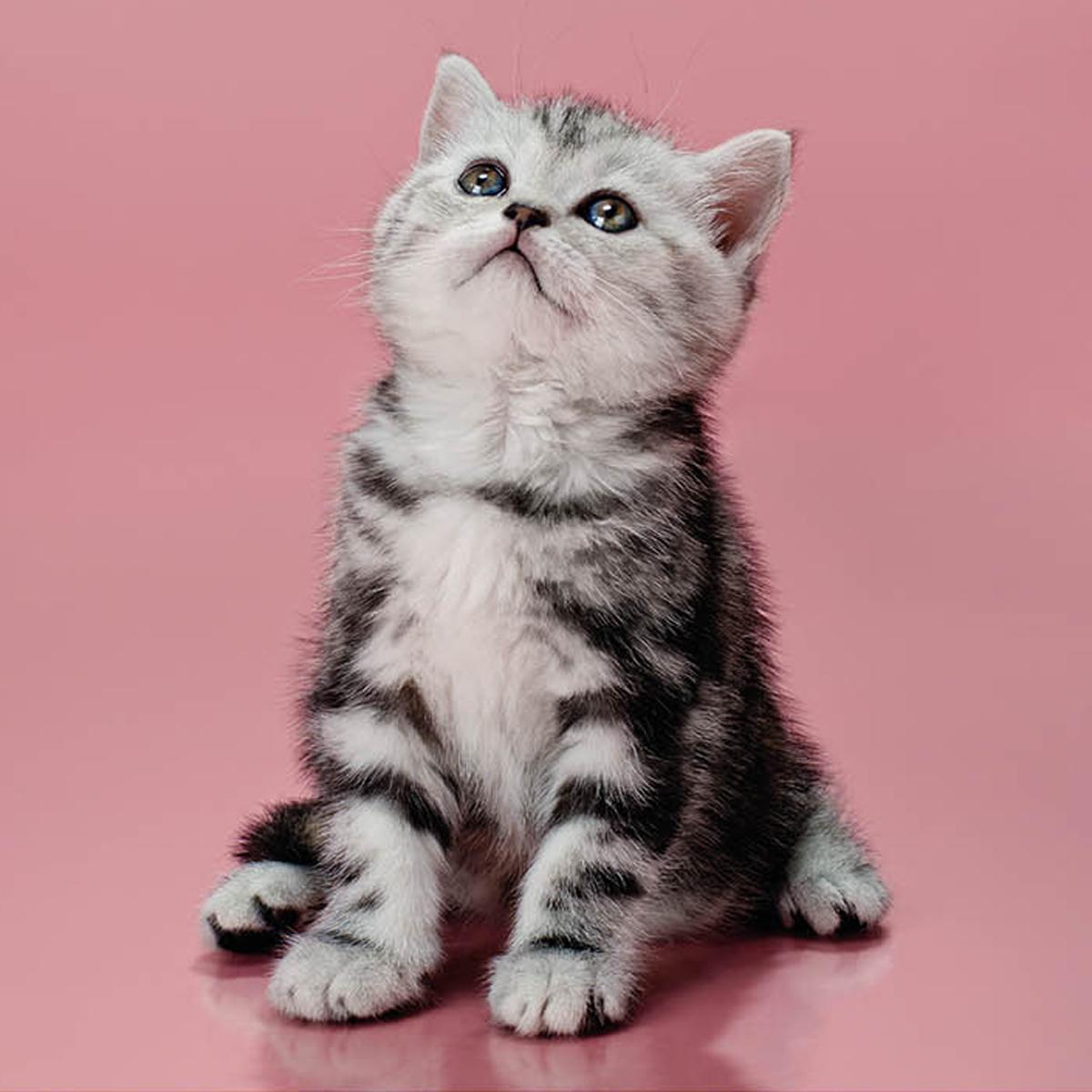 Calendario 2027 pared mes vista Kittens Legami 2