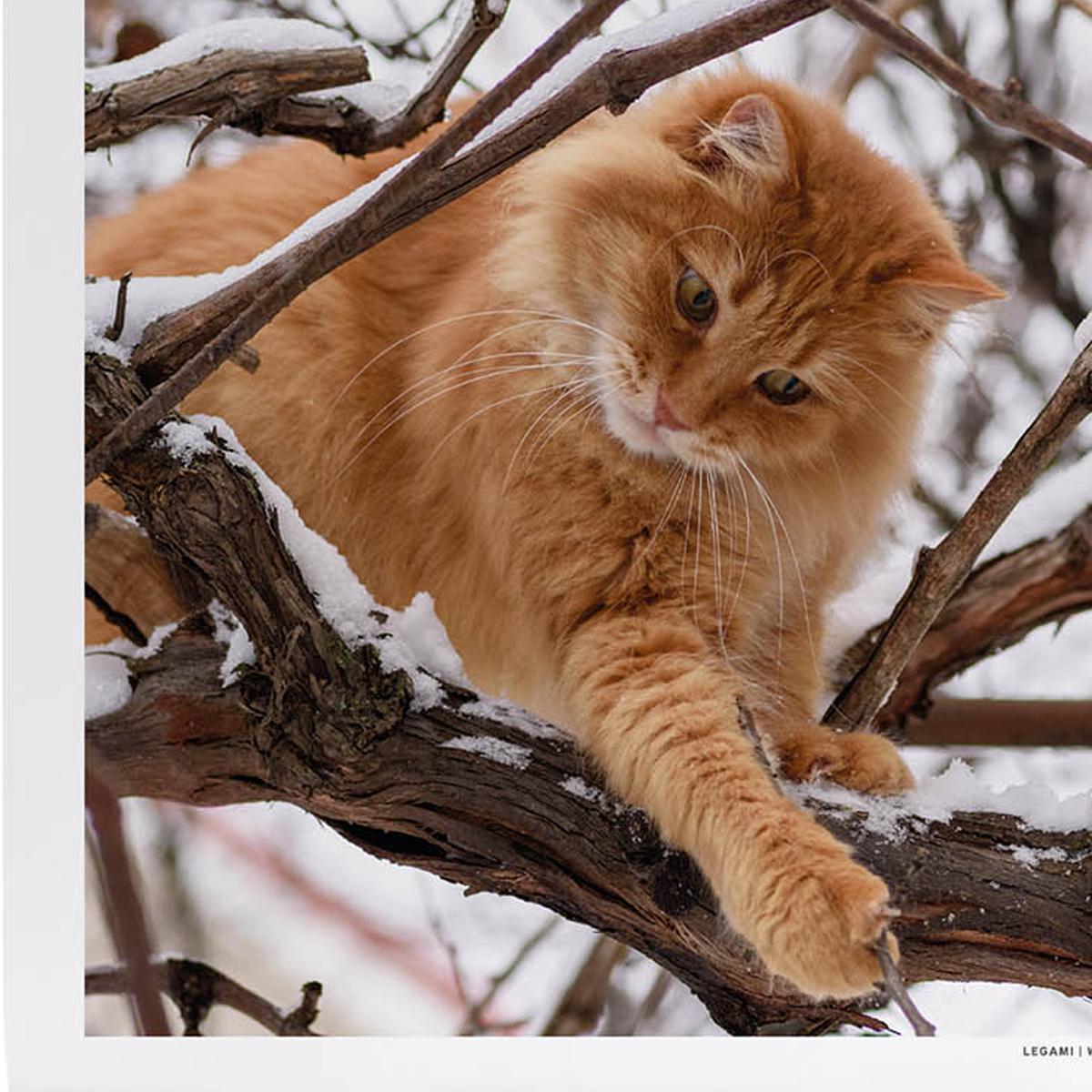 Calendario 2027 pared mes vista Cats Legami 2