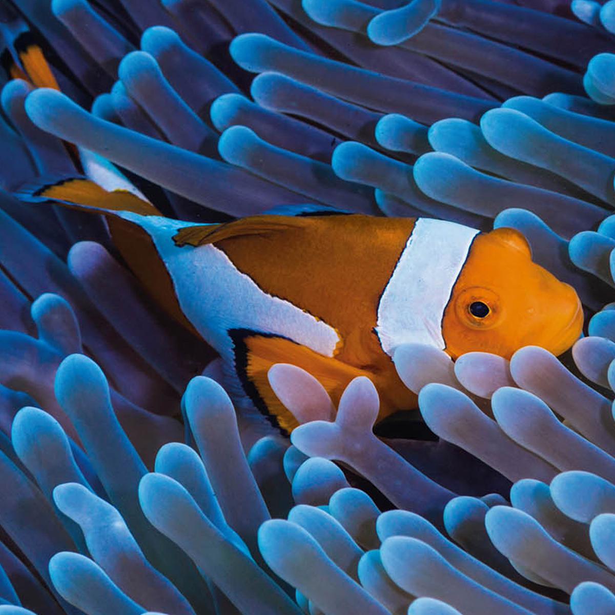 Imagem 0 de Calendario de Parede 2027 Vista por Mês Under The Sea Legami