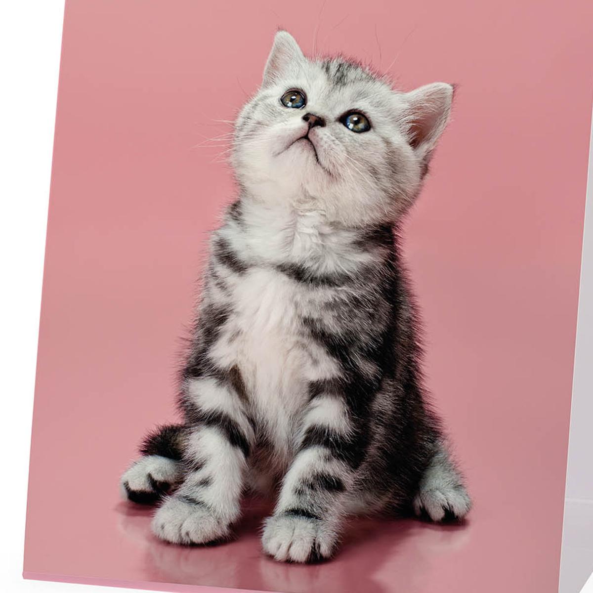 Calendario 2027 de Secretária Mês Vista Kittens Legami 2