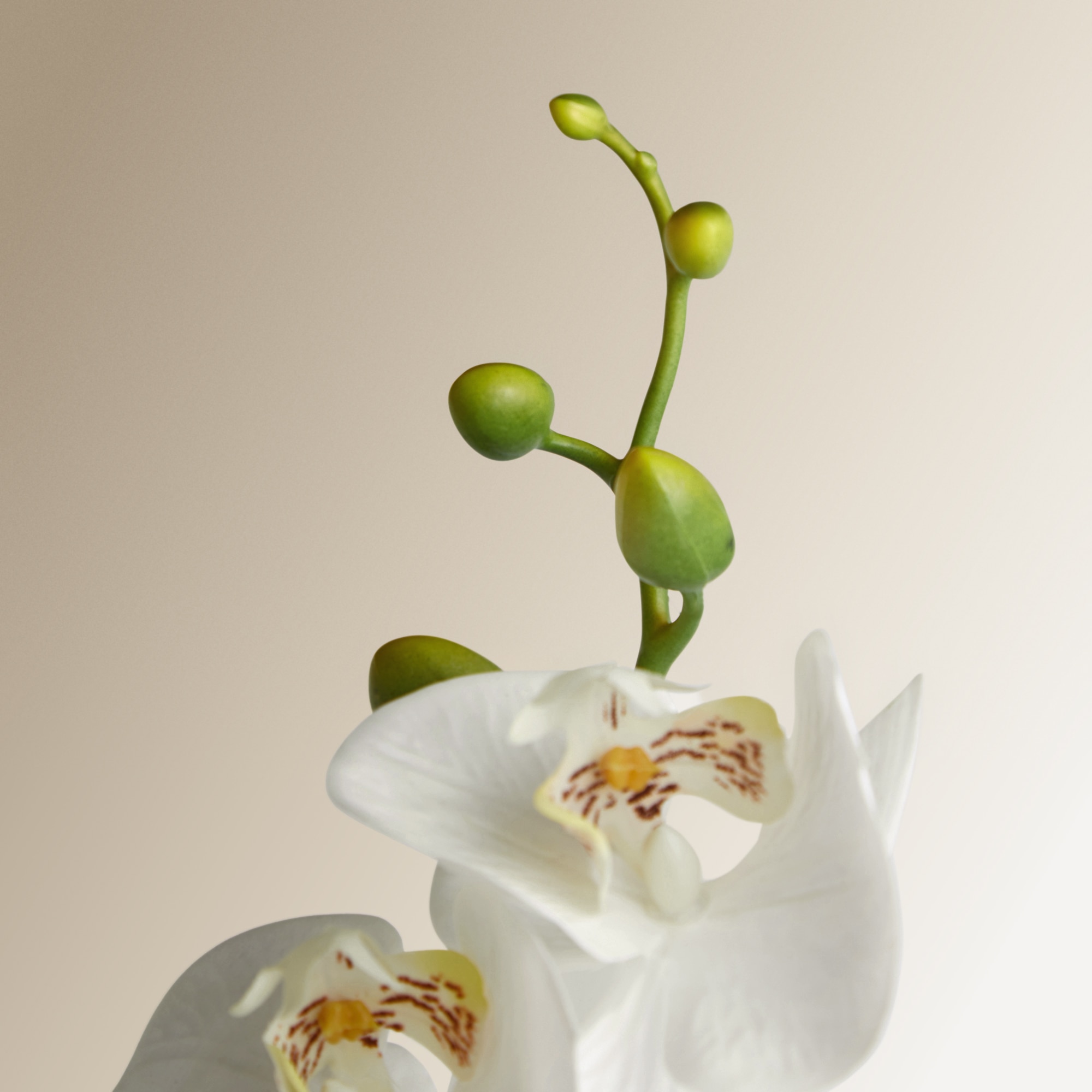 Ramo Artificial Orquídea Branco-3