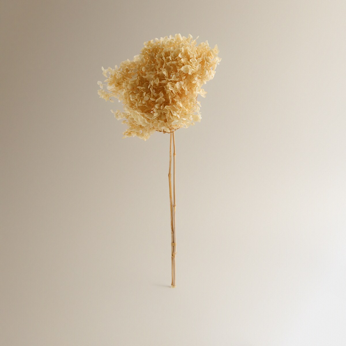 Ramo de Hortênsia Preservada Branco-1