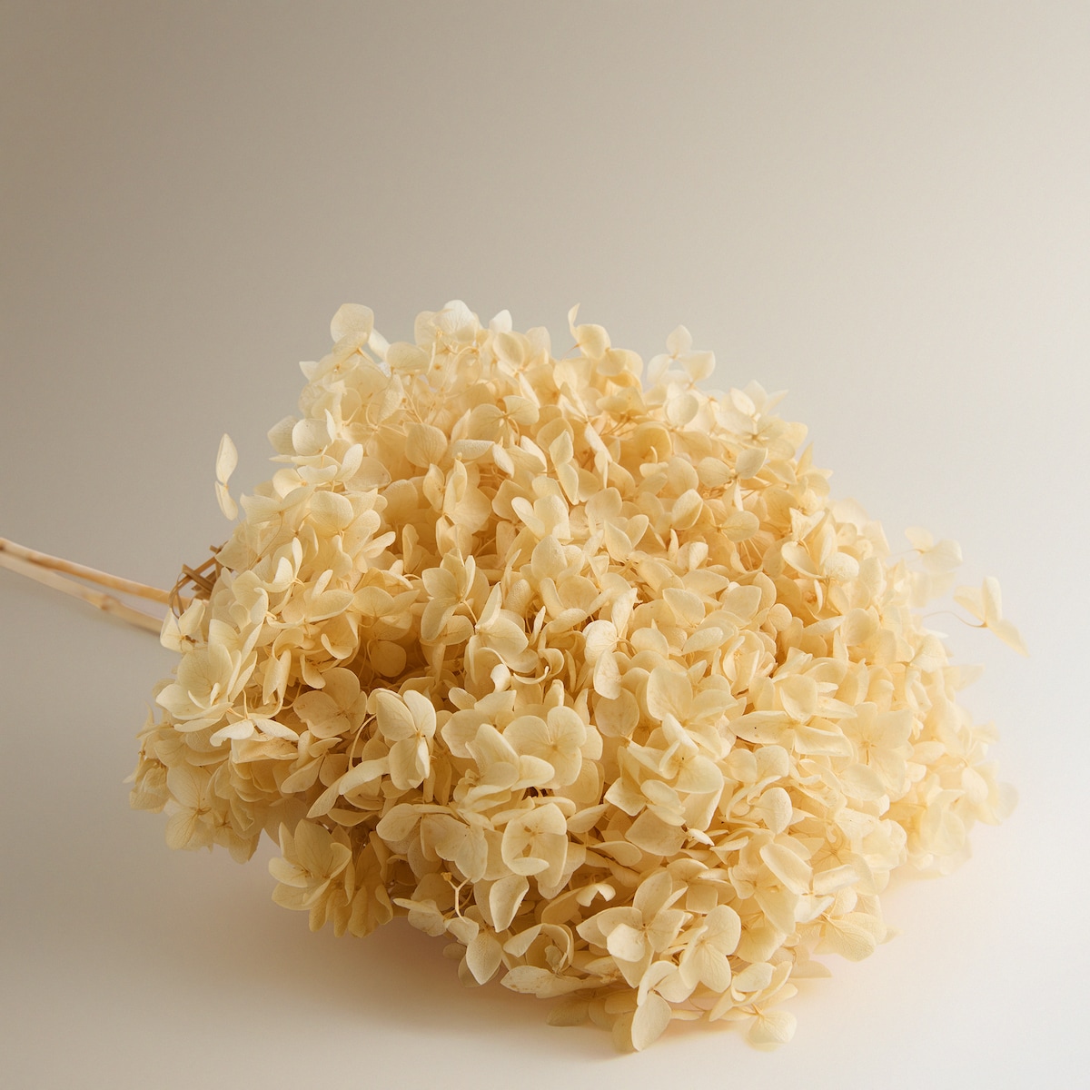 Ramo de Hortênsia Preservada Branco-2