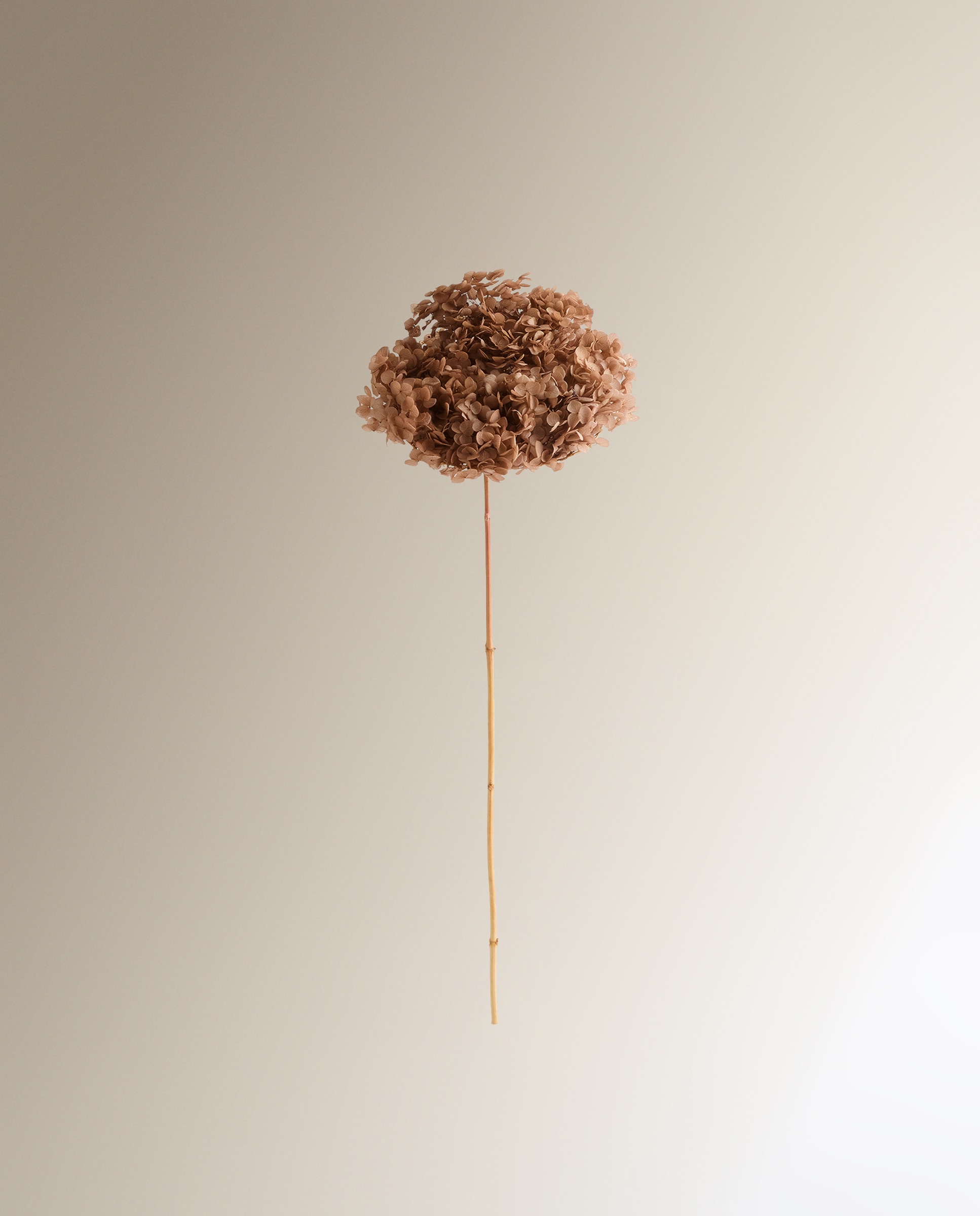 Imagem 0 de Ramo de Hortênsia Preservada