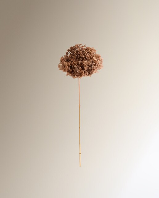 Imagem 0 de Ramo de Hortênsia Preservada