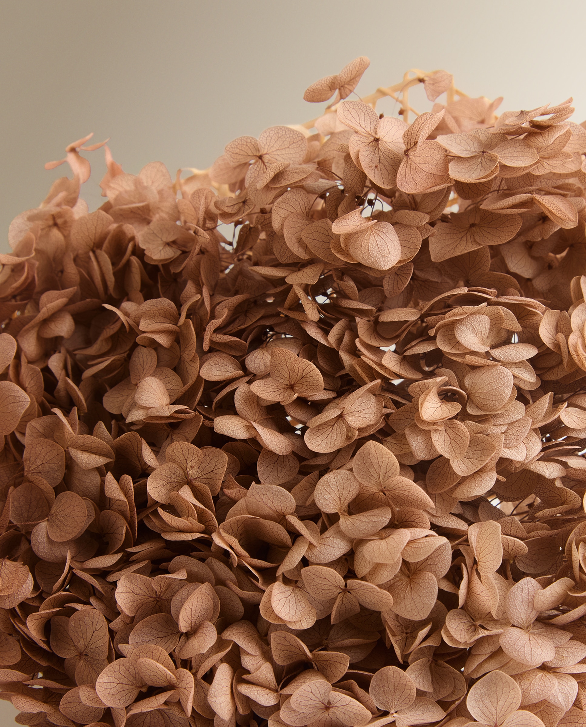 Ramo de Hortênsia Preservada Rosa-2