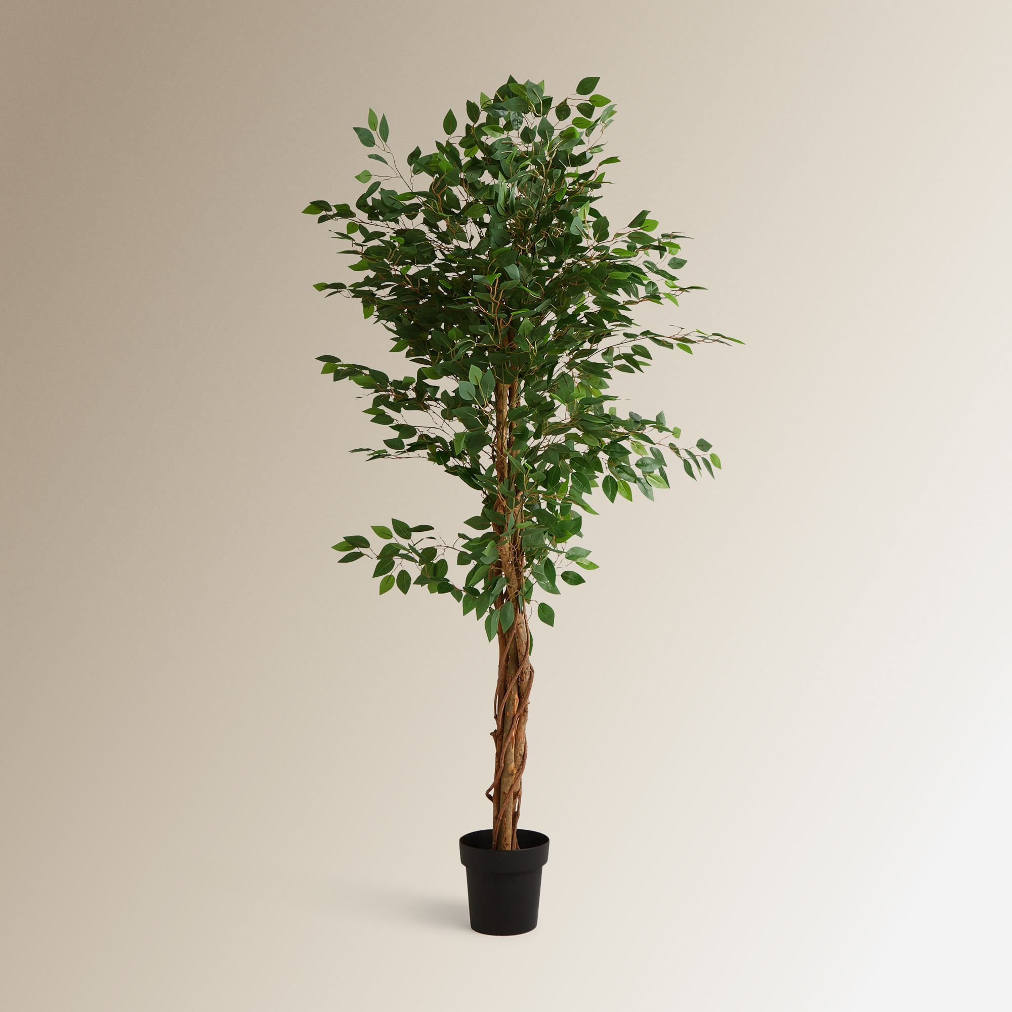 Imagem 0 de Árvore Artificial Ficus Benjamina - 180 cm
