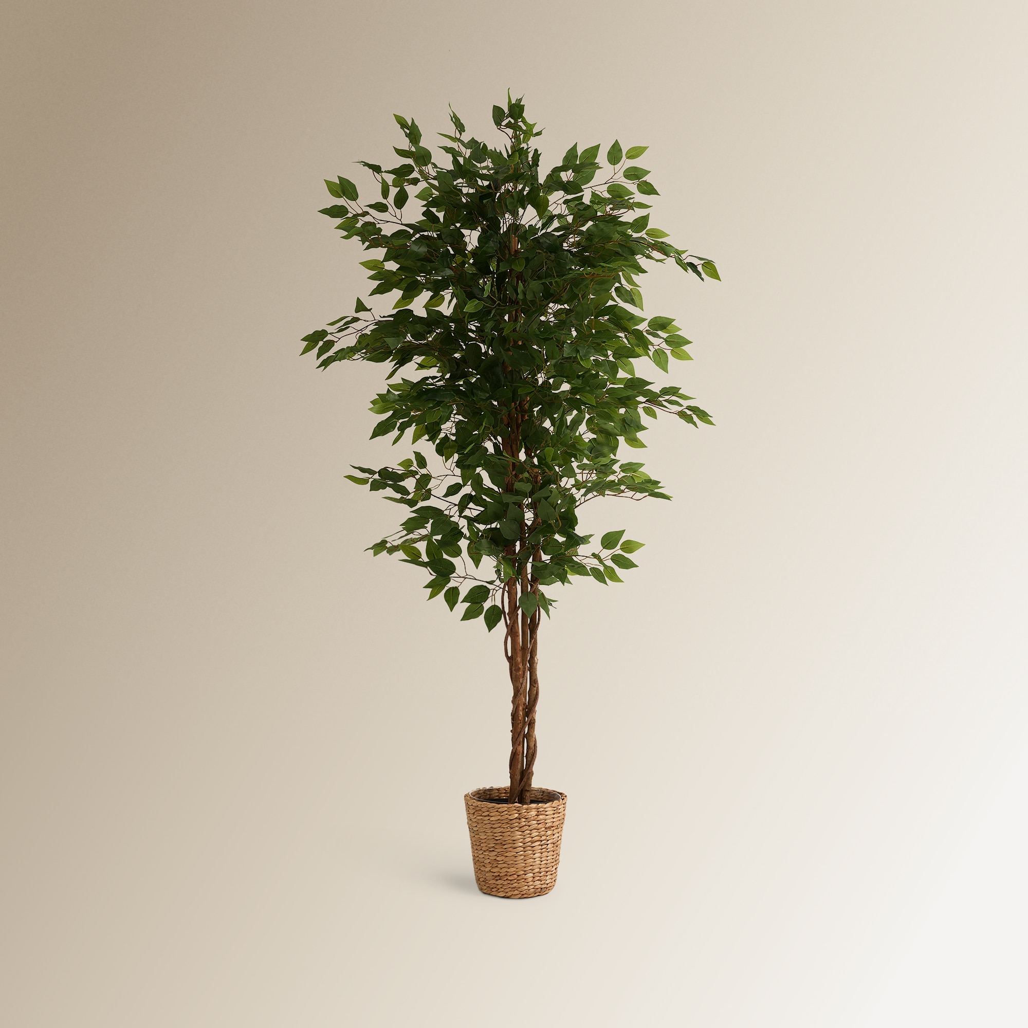Árvore Artificial Ficus Benjamina - 180 cm Verde-4