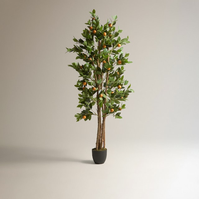 Imagem 0 de Laranjeira Artificial
