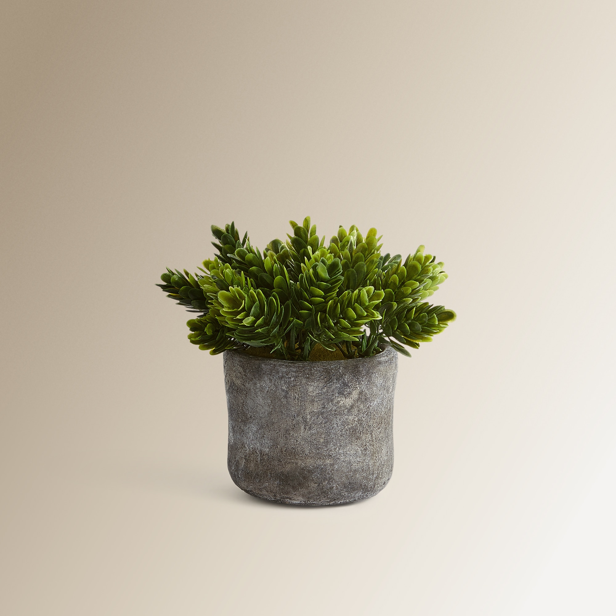 Imagen 0 de Planta artificial Boj en maceta de cemento Nuestro Mejor Precio - El Corte Inglés