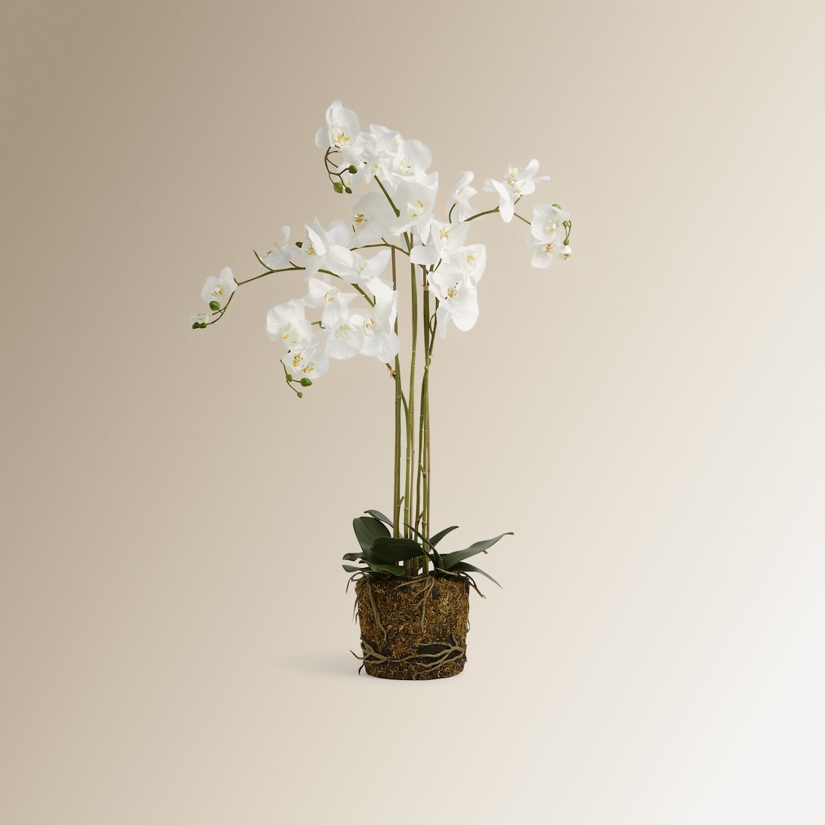 Planta artificial Orquídea sobre base natural El Corte Inglés Blanco-1