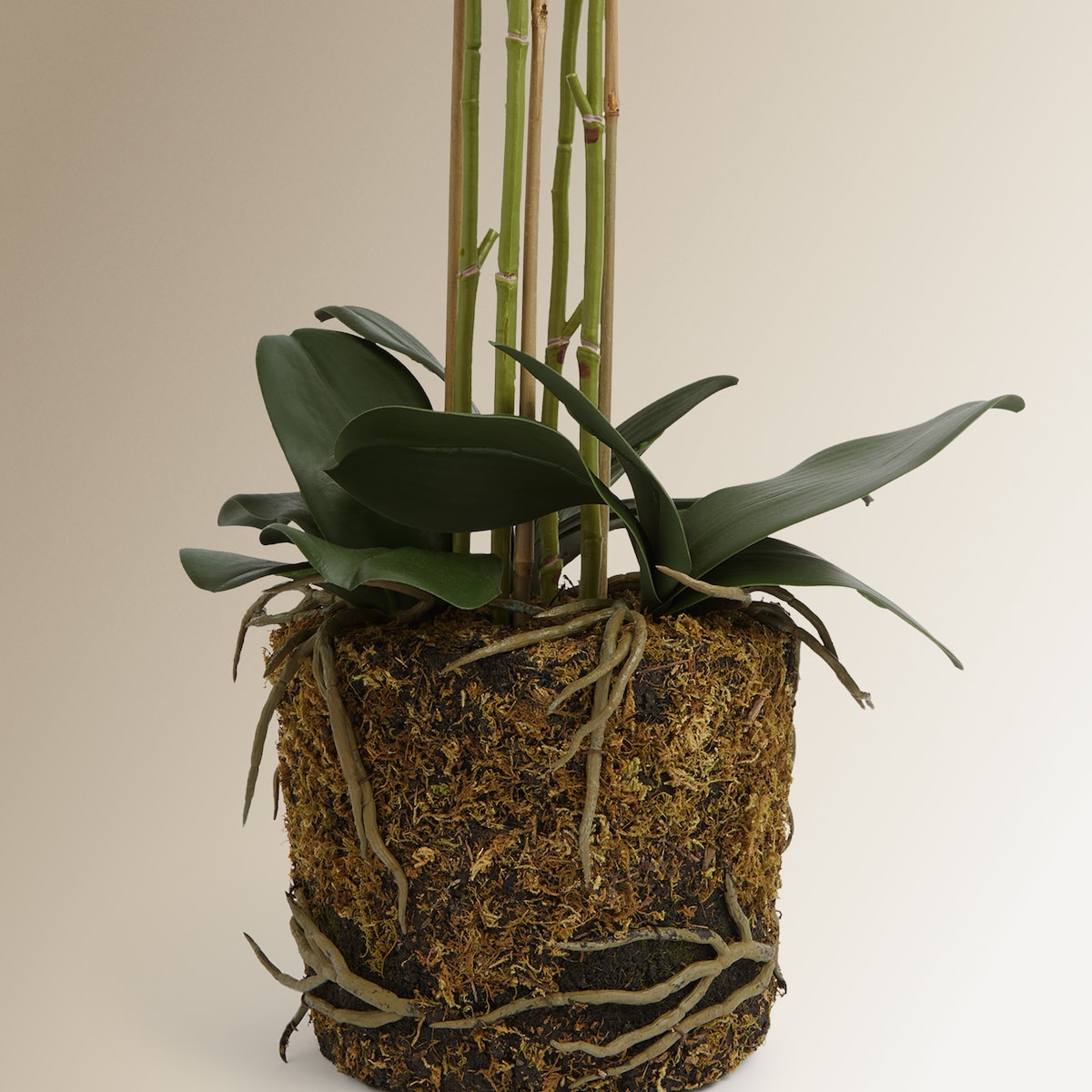 Planta artificial Orquídea sobre base natural El Corte Inglés Blanco-3