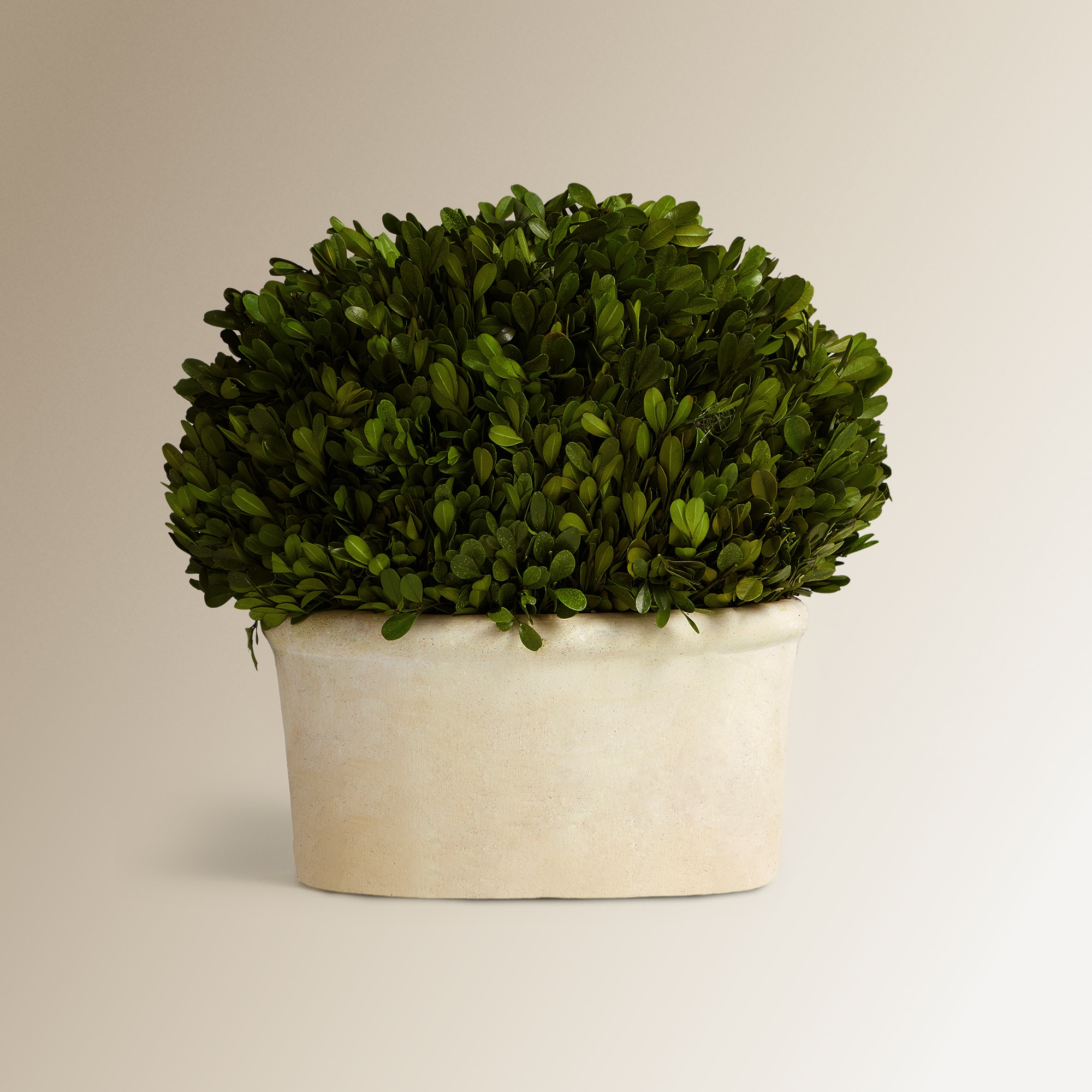 Imagen 0 de Planta preservada Boj 23 cm El Corte Inglés Verde
