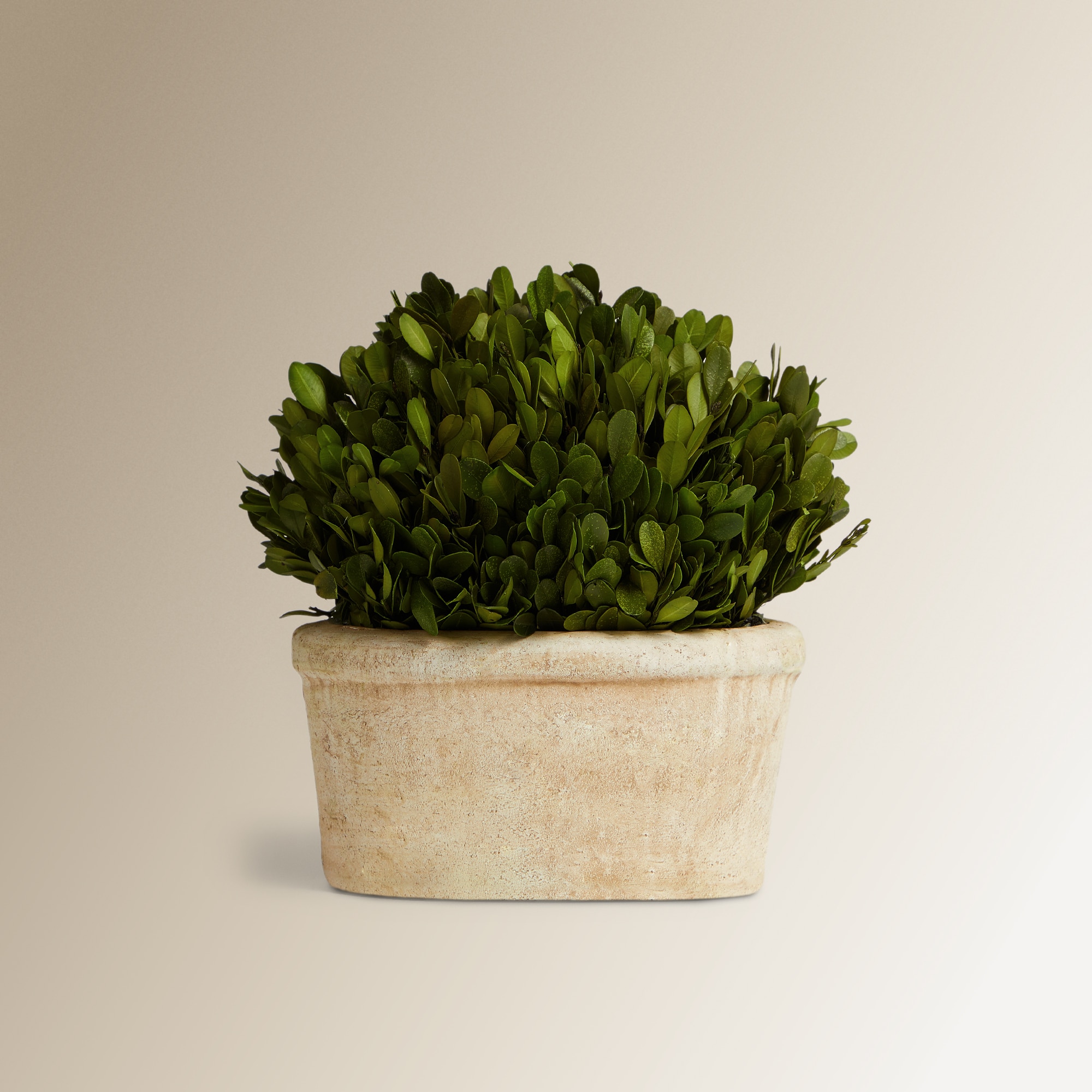 Imagen 0 de Planta preservada Boj 33 cm El Corte Inglés Verde