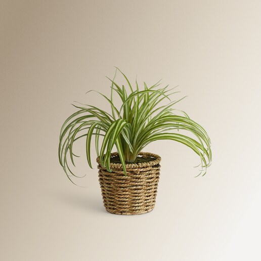 Planta artificial Clrophytum en maceta El Corte Inglés