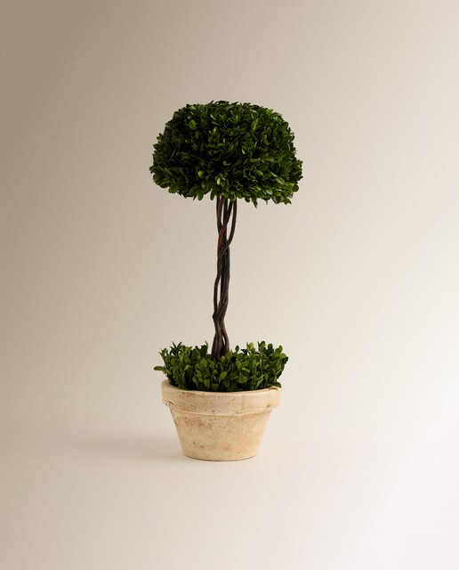 Árbol preservado en maceta