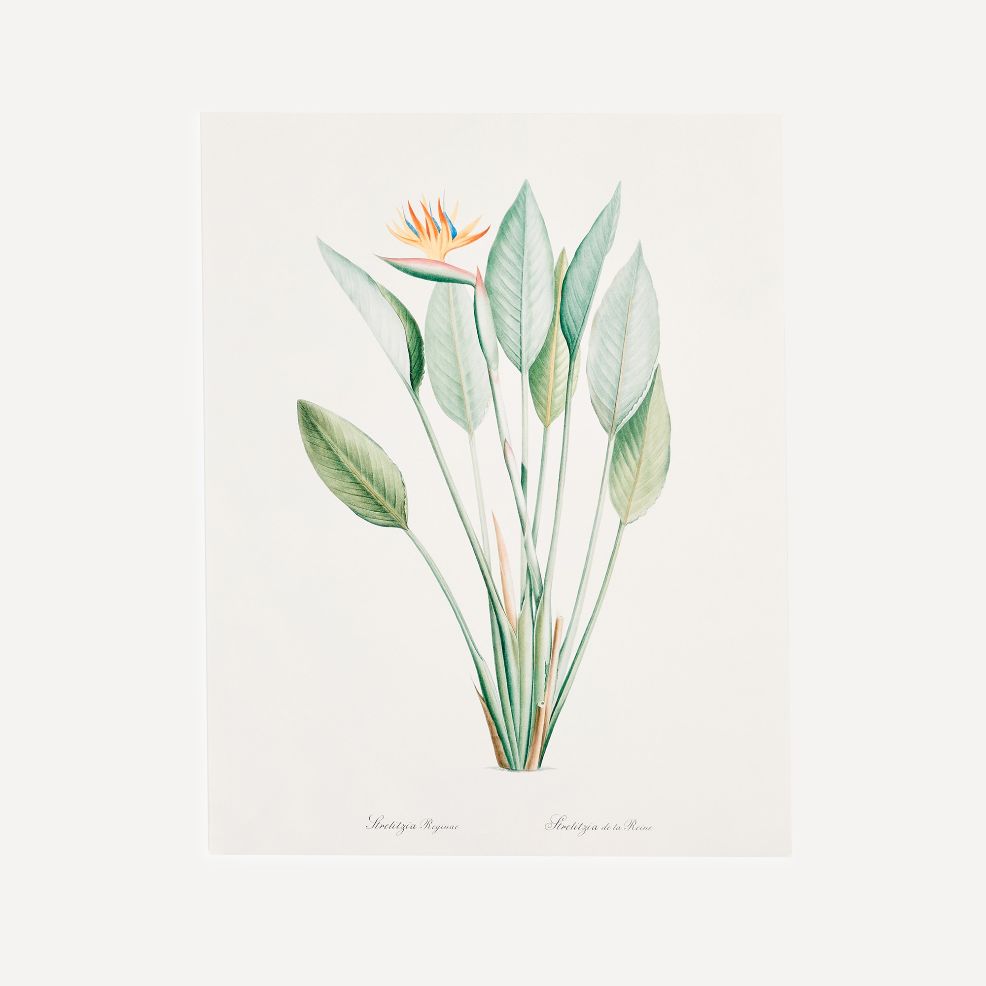 Estampa Ave do Paraíso Botanical Multicolor-1