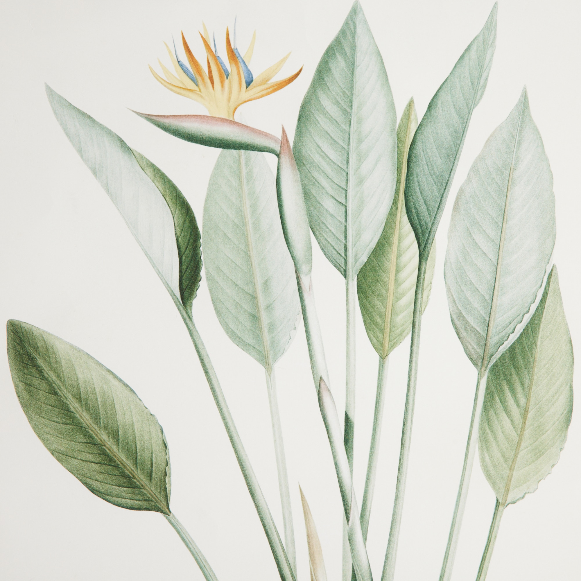 Estampa Ave do Paraíso Botanical Multicolor-2