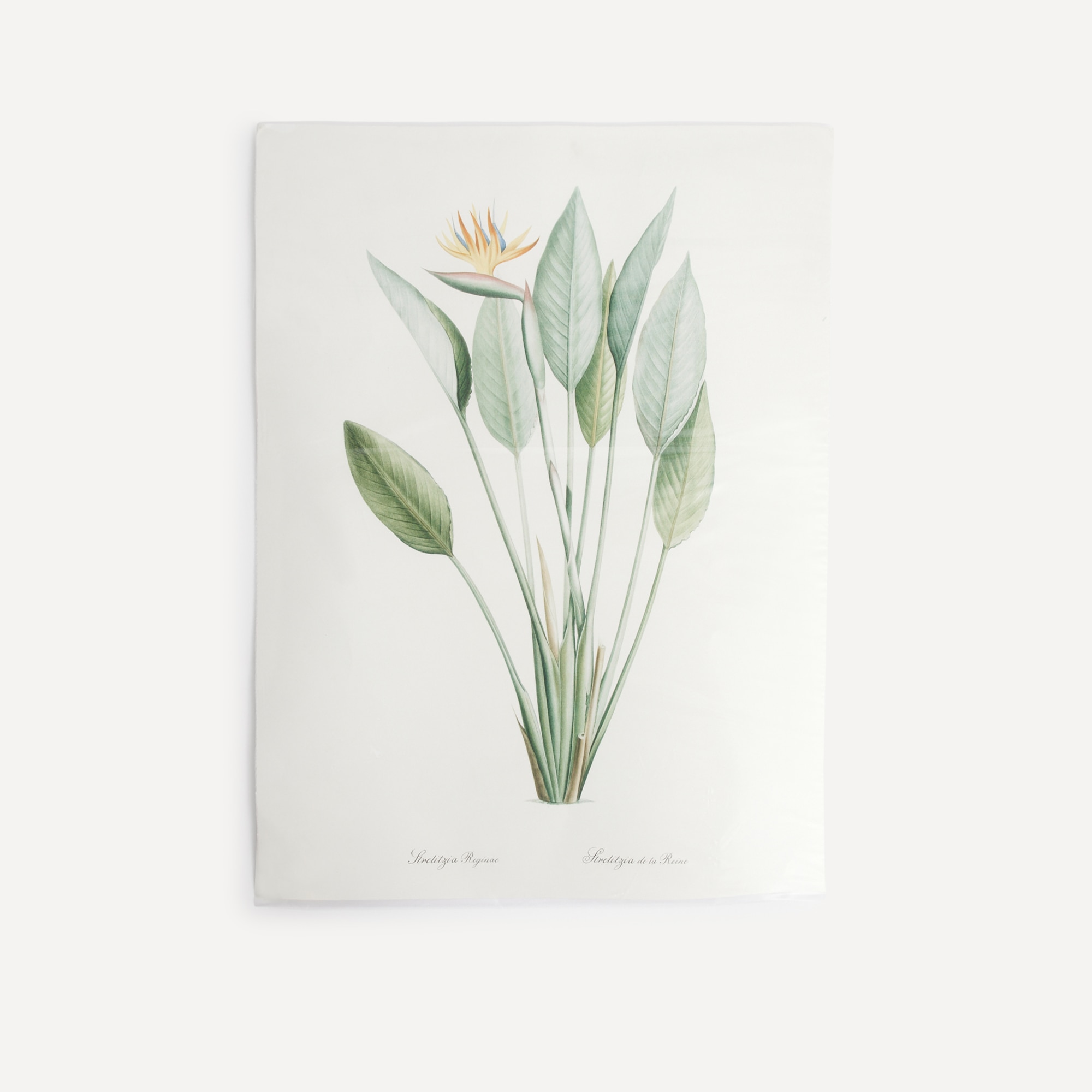 Estampa Ave do Paraíso Botanical Multicolor-3